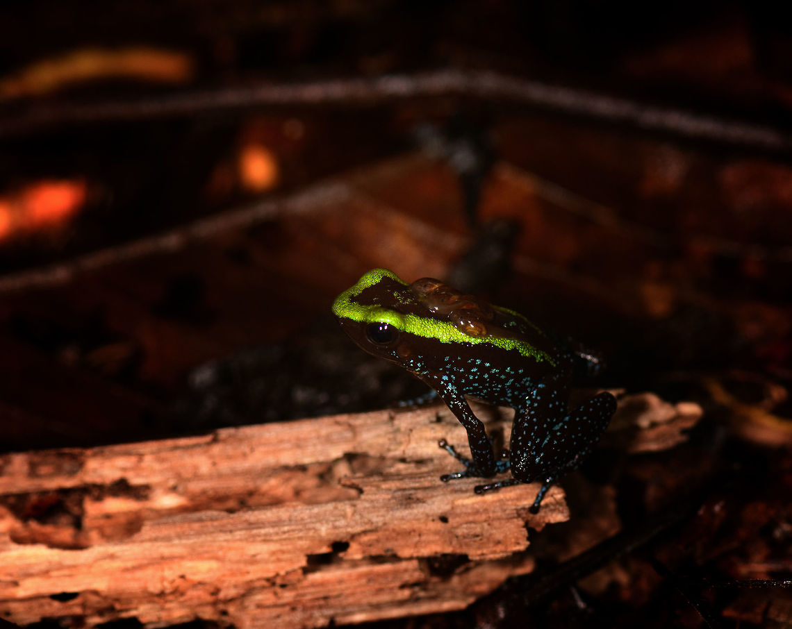 Kokoe Poision Frog, Utria National Park, Colombia On this day where the universe conspired against us (people not showing up to appointments, fog problems, incompetent local staff) we very much needed a lucky break. This single find turned the day around. We came to the northwest of Colombia for birds, the cloud forest, but also for rare poison frogs. This is one of the key target species.<br />
<br />
This is possibly the male of the species, as it is known to carry tadpoles to still waters as soon as they hatch. Besides this frog being beautiful and having a small range, it&#039;s also incredibly tiny and very, very poisonous. Which is no direct reason for concern, they release poison only under heavy stress and it would affect you only by directly touching them. The behavior of the frog is obviously to flee, not to attack.<br />
<br />
To highlight the incompetence of the local ranger: &quot;this is a very common frog, totally harmless&quot;. <br />
<br />
This find was also our first meeting with the process of finding poison dart frogs. Our ignorant assumption was that we&#039;d just travel to the right area, and they&#039;d be easy to find due to their vibrant colors. Simple.<br />
<br />
We couldn&#039;t be more wrong. Poison frogs are well hidden under piles of dead leafs. You find them by their mating call, which you wouldn&#039;t recognize as they sound like a bird, amidst a jungle full of other bird sounds. Here&#039;s the mating call for this one:<br />
<br />
<section class="video"><iframe width="448" height="282" src="https://www.youtube-nocookie.com/embed/s6lcC03NzdI?hd=1&autoplay=0&rel=0" frameborder="0" allowfullscreen></iframe></section><br />
<br />
The call, if you know how to listen for it, points you in a search direction, a radius of a few meters from where you heard the call. Next, using flashlights and picking up leaf by leaf, you try to find the exact location. The frog is aware of you and will stop calling. The whole process of finding a single frog like this can easily take an hour, if you find it at all. <br />
<br />
They&#039;re also a LOT smaller than we expected. Having found one and having it in sight, looking at my camera for some settings, I would easily lose it again when looking back into the scene. An idea of its size:<br />
<br />
<figure class="photo"><a href="https://www.jungledragon.com/image/57745/kokoe_poision_frog_-_size_reference_utria_national_park_colombia.html" title="Kokoe Poision Frog - size reference, Utria National Park, Colombia"><img src="https://s3.amazonaws.com/media.jungledragon.com/images/2/57745_thumb.jpg?AWSAccessKeyId=05GMT0V3GWVNE7GGM1R2&Expires=1759968010&Signature=MmYdeqvy7TUINhcl16Z3BYlrlXc%3D" width="200" height="134" alt="Kokoe Poision Frog - size reference, Utria National Park, Colombia  Choco,Choc&oacute;,Colombia,Colombia Choco &amp; Pacific region,Kokoe Poison Frog,Phyllobates aurotaenia,South America,Utria National Natural Park,Utr&iacute;a National Natural Park,World" /></a></figure><br />
<br />
Here&#039;s a closeup of the tadpoles on its back:<br />
<br />
<figure class="photo"><a href="https://www.jungledragon.com/image/57743/kokoe_poision_frog_-_tadpoles_closeup_utria_national_park_colombia.html" title="Kokoe Poision Frog - tadpoles closeup, Utria National Park, Colombia"><img src="https://s3.amazonaws.com/media.jungledragon.com/images/2/57743_thumb.jpg?AWSAccessKeyId=05GMT0V3GWVNE7GGM1R2&Expires=1759968010&Signature=DmbHOoxPENN1BQALfvErFKCrOG4%3D" width="200" height="142" alt="Kokoe Poision Frog - tadpoles closeup, Utria National Park, Colombia  Choco,Choc&oacute;,Colombia,Colombia Choco &amp; Pacific region,Fall,Geotagged,Kokoe Poison Frog,Phyllobates aurotaenia,South America,Utria National Natural Park,Utr&iacute;a National Natural Park,World" /></a></figure><br />
<br />
A 2nd individual found nearby:<br />
<br />
<figure class="photo"><a href="https://www.jungledragon.com/image/57746/kokoe_poision_frog_-macro_utria_national_park_colombia.html" title="Kokoe Poision Frog -macro, Utria National Park, Colombia"><img src="https://s3.amazonaws.com/media.jungledragon.com/images/2/57746_thumb.jpg?AWSAccessKeyId=05GMT0V3GWVNE7GGM1R2&Expires=1759968010&Signature=jOXOTuO3K1UoCLE9WMF92qc6uOo%3D" width="200" height="170" alt="Kokoe Poision Frog -macro, Utria National Park, Colombia  Choco,Choc&oacute;,Colombia,Colombia Choco &amp; Pacific region,Fall,Geotagged,Kokoe Poison Frog,Phyllobates aurotaenia,South America,Utria National Natural Park,Utr&iacute;a National Natural Park,World" /></a></figure><br />
<figure class="photo"><a href="https://www.jungledragon.com/image/57748/kokoe_poision_frog_-_top_view_utria_national_park_colombia.html" title="Kokoe Poision Frog - top view, Utria National Park, Colombia"><img src="https://s3.amazonaws.com/media.jungledragon.com/images/2/57748_thumb.jpg?AWSAccessKeyId=05GMT0V3GWVNE7GGM1R2&Expires=1759968010&Signature=L%2Bg2mzXunNLl%2BQiTiZ8pXj6yikU%3D" width="200" height="134" alt="Kokoe Poision Frog - top view, Utria National Park, Colombia  Choco,Choc&oacute;,Colombia,Colombia Choco &amp; Pacific region,Kokoe Poison Frog,Phyllobates aurotaenia,South America,Utria National Natural Park,Utr&iacute;a National Natural Park,World" /></a></figure> Choco,Chocó,Colombia,Colombia Choco & Pacific region,Fall,Geotagged,Phyllobates aurotaenia,South America,Utria National Natural Park,Utría National Natural Park,World