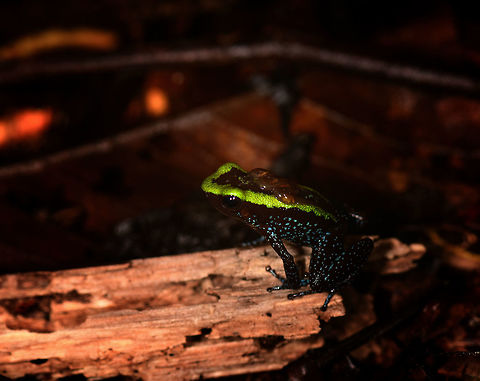 Kokoe Poision Frog, Utria National Park, Colombia On this day where the universe conspired against us (people not showing up to appointments, fog problems, incompetent local staff) we very much needed a lucky break. This single find turned the day around. We came to the northwest of Colombia for birds, the cloud forest, but also for rare poison frogs. This is one of the key target species.

This is possibly the male of the species, as it is known to carry tadpoles to still waters as soon as they hatch. Besides this frog being beautiful and having a small range, it's also incredibly tiny and very, very poisonous. Which is no direct reason for concern, they release poison only under heavy stress and it would affect you only by directly touching them. The behavior of the frog is obviously to flee, not to attack.

To highlight the incompetence of the local ranger: "this is a very common frog, totally harmless". 

This find was also our first meeting with the process of finding poison dart frogs. Our ignorant assumption was that we'd just travel to the right area, and they'd be easy to find due to their vibrant colors. Simple.

We couldn't be more wrong. Poison frogs are well hidden under piles of dead leafs. You find them by their mating call, which you wouldn't recognize as they sound like a bird, amidst a jungle full of other bird sounds. Here's the mating call for this one:

https://www.youtube.com/watch?v=s6lcC03NzdI

The call, if you know how to listen for it, points you in a search direction, a radius of a few meters from where you heard the call. Next, using flashlights and picking up leaf by leaf, you try to find the exact location. The frog is aware of you and will stop calling. The whole process of finding a single frog like this can easily take an hour, if you find it at all. 

They're also a LOT smaller than we expected. Having found one and having it in sight, looking at my camera for some settings, I would easily lose it again when looking back into the scene. An idea of its size:

https://www.jungledragon.com/image/57745/kokoe_poision_frog_-_size_reference_utria_national_park_colombia.html

Here's a closeup of the tadpoles on its back:

https://www.jungledragon.com/image/57743/kokoe_poision_frog_-_tadpoles_closeup_utria_national_park_colombia.html

A 2nd individual found nearby:

https://www.jungledragon.com/image/57746/kokoe_poision_frog_-macro_utria_national_park_colombia.html
https://www.jungledragon.com/image/57748/kokoe_poision_frog_-_top_view_utria_national_park_colombia.html Choco,Choc&oacute;,Colombia,Colombia Choco & Pacific region,Fall,Geotagged,Phyllobates aurotaenia,South America,Utria National Natural Park,Utr&iacute;a National Natural Park,World