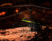 Kokoe Poision Frog, Utria National Park, Colombia On this day where the universe conspired against us (people not showing up to appointments, fog problems, incompetent local staff) we very much needed a lucky break. This single find turned the day around. We came to the northwest of Colombia for birds, the cloud forest, but also for rare poison frogs. This is one of the key target species.<br />
<br />
This is possibly the male of the species, as it is known to carry tadpoles to still waters as soon as they hatch. Besides this frog being beautiful and having a small range, it's also incredibly tiny and very, very poisonous. Which is no direct reason for concern, they release poison only under heavy stress and it would affect you only by directly touching them. The behavior of the frog is obviously to flee, not to attack.<br />
<br />
To highlight the incompetence of the local ranger: "this is a very common frog, totally harmless". <br />
<br />
This find was also our first meeting with the process of finding poison dart frogs. Our ignorant assumption was that we'd just travel to the right area, and they'd be easy to find due to their vibrant colors. Simple.<br />
<br />
We couldn't be more wrong. Poison frogs are well hidden under piles of dead leafs. You find them by their mating call, which you wouldn't recognize as they sound like a bird, amidst a jungle full of other bird sounds. Here's the mating call for this one:<br />
<br />
https://www.youtube.com/watch?v=s6lcC03NzdI<br />
<br />
The call, if you know how to listen for it, points you in a search direction, a radius of a few meters from where you heard the call. Next, using flashlights and picking up leaf by leaf, you try to find the exact location. The frog is aware of you and will stop calling. The whole process of finding a single frog like this can easily take an hour, if you find it at all. <br />
<br />
They're also a LOT smaller than we expected. Having found one and having it in sight, looking at my camera for some settings, I would easily lose it again when looking back into the scene. An idea of its size:<br />
<br />
https://www.jungledragon.com/image/57745/kokoe_poision_frog_-_size_reference_utria_national_park_colombia.html<br />
<br />
Here's a closeup of the tadpoles on its back:<br />
<br />
https://www.jungledragon.com/image/57743/kokoe_poision_frog_-_tadpoles_closeup_utria_national_park_colombia.html<br />
<br />
A 2nd individual found nearby:<br />
<br />
https://www.jungledragon.com/image/57746/kokoe_poision_frog_-macro_utria_national_park_colombia.html<br />
https://www.jungledragon.com/image/57748/kokoe_poision_frog_-_top_view_utria_national_park_colombia.html Choco,Choc&oacute;,Colombia,Colombia Choco & Pacific region,Fall,Geotagged,Phyllobates aurotaenia,South America,Utria National Natural Park,Utr&iacute;a National Natural Park,World