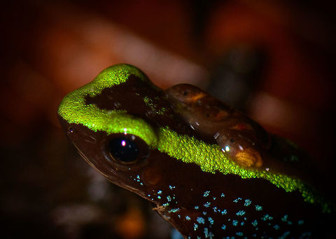 Kokoe Poision Frog - tadpoles closeup, Utria National Park, Colombia  Choco,Choc&oacute;,Colombia,Colombia Choco & Pacific region,Fall,Geotagged,Kokoe Poison Frog,Phyllobates aurotaenia,South America,Utria National Natural Park,Utr&iacute;a National Natural Park,World