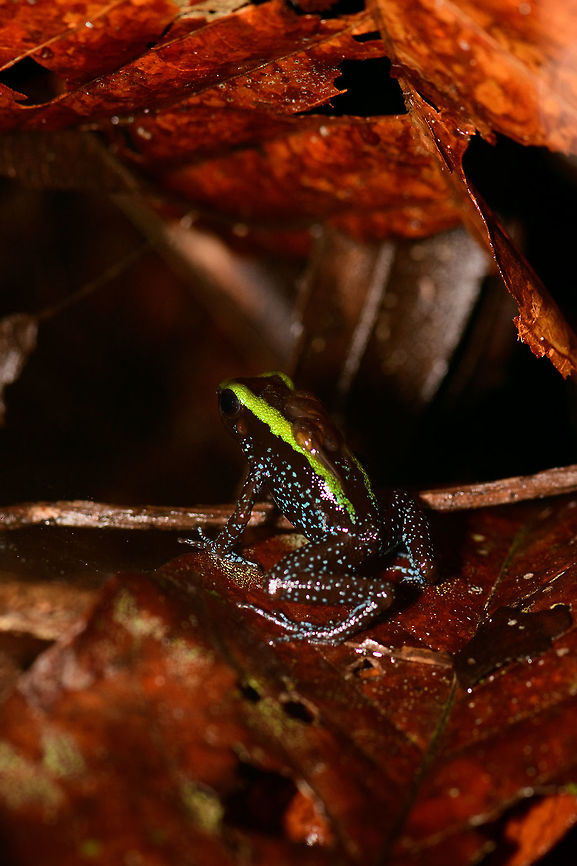 Kokoe Poision Frog - back view, Utria National Park, Colombia  Choco,Chocó,Colombia,Colombia Choco & Pacific region,Kokoe Poison Frog,Phyllobates aurotaenia,South America,Utria National Natural Park,Utría National Natural Park,World
