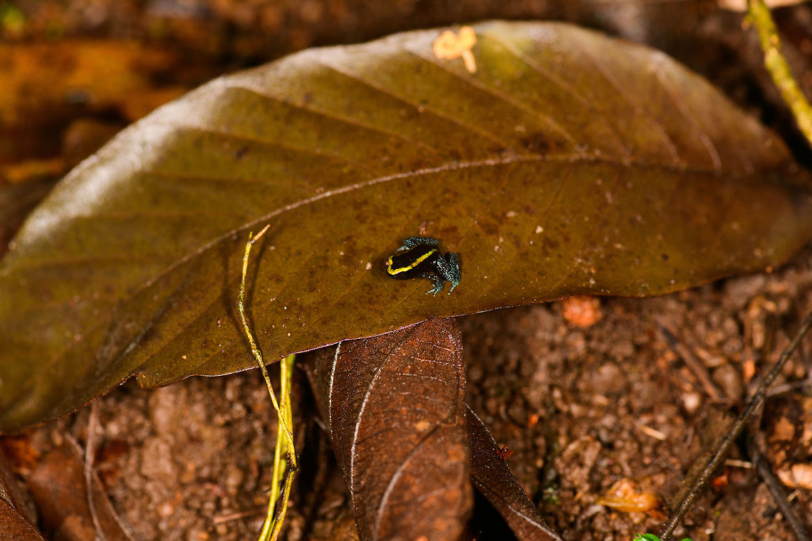 Kokoe Poision Frog - size reference, Utria National Park, Colombia  Choco,Choc&oacute;,Colombia,Colombia Choco & Pacific region,Kokoe Poison Frog,Phyllobates aurotaenia,South America,Utria National Natural Park,Utr&iacute;a National Natural Park,World