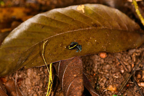 Kokoe Poision Frog - size reference, Utria National Park, Colombia  Choco,Choc&oacute;,Colombia,Colombia Choco & Pacific region,Kokoe Poison Frog,Phyllobates aurotaenia,South America,Utria National Natural Park,Utr&iacute;a National Natural Park,World
