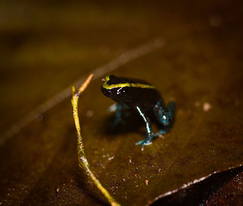 Kokoe Poision Frog -macro, Utria National Park, Colombia  Choco,Chocó,Colombia,Colombia Choco & Pacific region,Fall,Geotagged,Kokoe Poison Frog,Phyllobates aurotaenia,South America,Utria National Natural Park,Utría National Natural Park,World