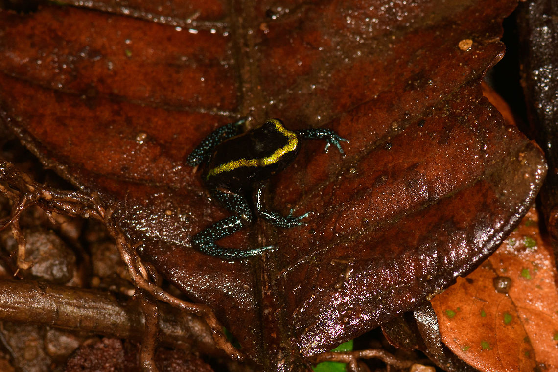 Kokoe Poision Frog - top view, Utria National Park, Colombia  Choco,Chocó,Colombia,Colombia Choco & Pacific region,Kokoe Poison Frog,Phyllobates aurotaenia,South America,Utria National Natural Park,Utría National Natural Park,World