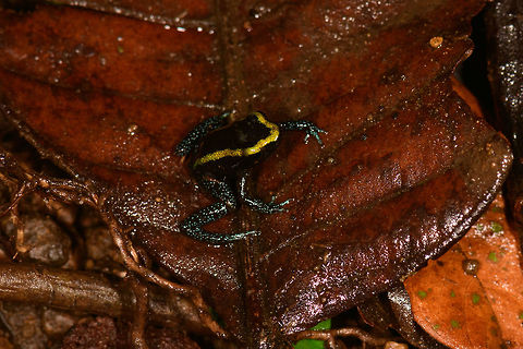 Kokoe Poision Frog - top view, Utria National Park, Colombia  Choco,Chocó,Colombia,Colombia Choco & Pacific region,Kokoe Poison Frog,Phyllobates aurotaenia,South America,Utria National Natural Park,Utría National Natural Park,World