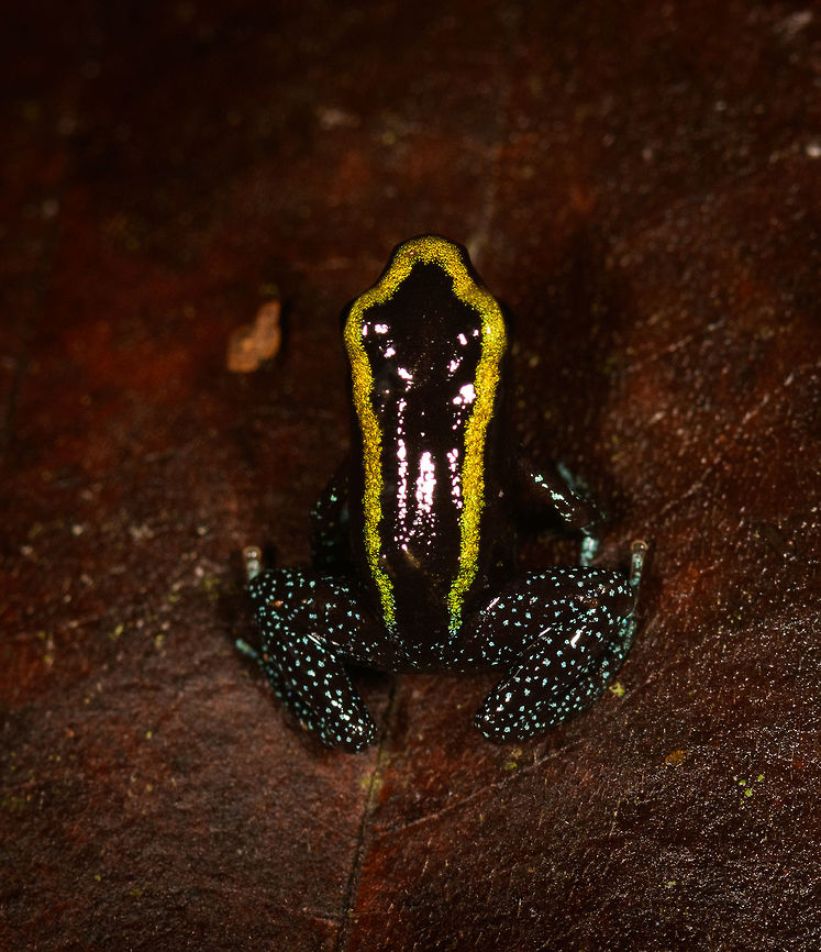Kokoe Poision Frog - back view II, Utria National Park, Colombia  Choco,Chocó,Colombia,Colombia Choco & Pacific region,Fall,Geotagged,Kokoe Poison Frog,Phyllobates aurotaenia,South America,Utria National Natural Park,Utría National Natural Park,World
