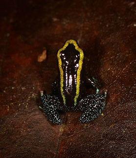 Kokoe Poision Frog - back view II, Utria National Park, Colombia  Choco,Chocó,Colombia,Colombia Choco & Pacific region,Fall,Geotagged,Kokoe Poison Frog,Phyllobates aurotaenia,South America,Utria National Natural Park,Utría National Natural Park,World