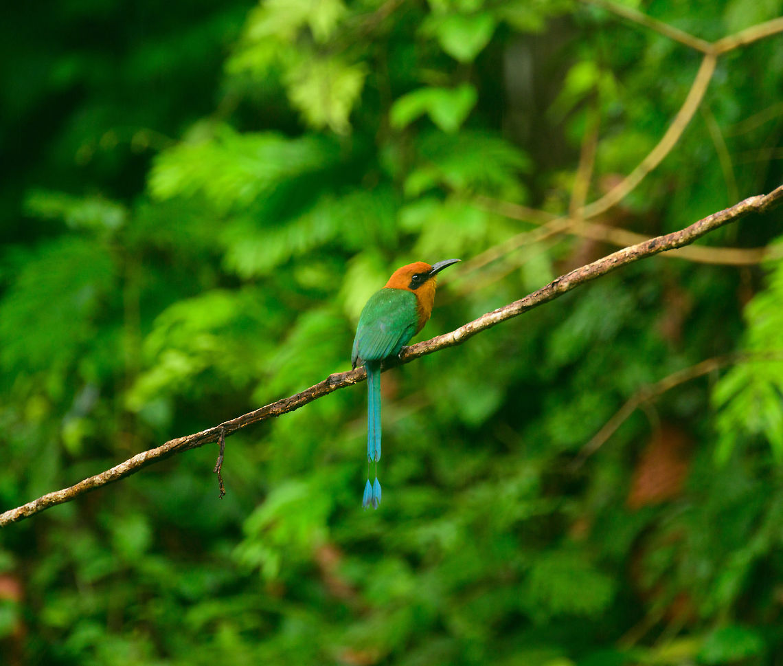 Rufous Motmot, Utria National Park, Colombia  Baryphthengus martii,Choco,Choc&oacute;,Colombia,Colombia Choco & Pacific region,Fall,Geotagged,Rufous motmot,South America,Utria National Natural Park,Utr&iacute;a National Natural Park,World