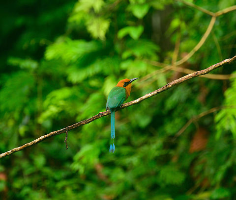 Rufous Motmot, Utria National Park, Colombia  Baryphthengus martii,Choco,Chocó,Colombia,Colombia Choco & Pacific region,Fall,Geotagged,Rufous motmot,South America,Utria National Natural Park,Utría National Natural Park,World
