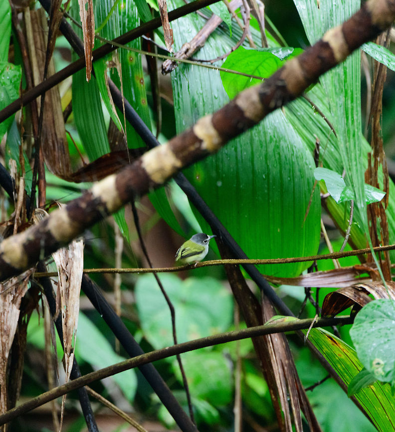 Black-capped pygmy tyrant, Utria National Park, Colombia Remote shot of this very small bird found in the mangroves of Utria National Park.. Black-capped pygmy tyrant,Choco,Chocó,Colombia,Colombia Choco & Pacific region,Fall,Geotagged,Myiornis atricapillus,South America,Utria National Natural Park,Utría National Natural Park,World