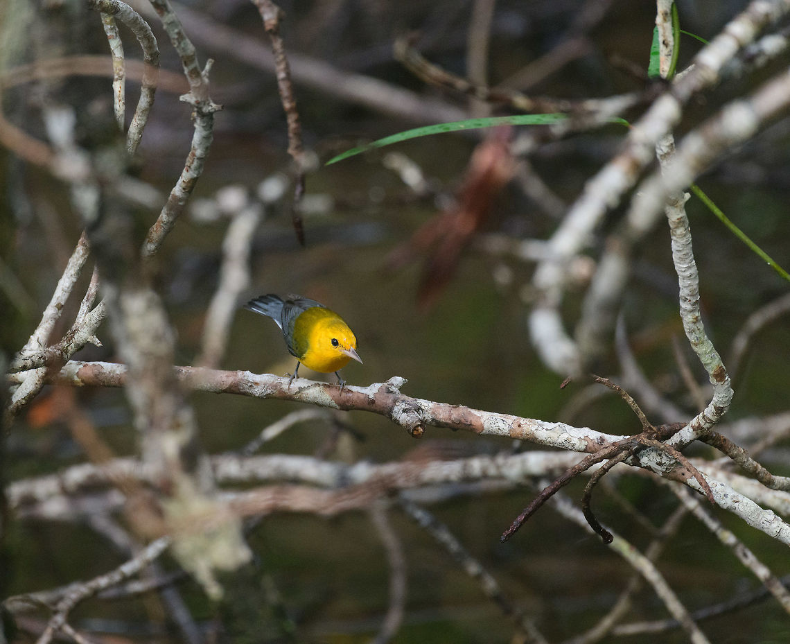 Prothonotary Warbler, Utria National Park, Colombia Half dull, half spectacular. Choco,Chocó,Colombia,Colombia Choco & Pacific region,Fall,Geotagged,Prothonotary Warbler,Protonotaria citrea,South America,Utria National Natural Park,Utría National Natural Park,World