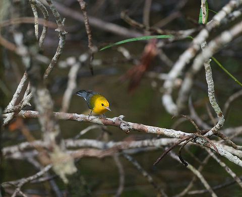 Prothonotary Warbler, Utria National Park, Colombia Half dull, half spectacular. Choco,Choc&oacute;,Colombia,Colombia Choco & Pacific region,Fall,Geotagged,Prothonotary Warbler,Protonotaria citrea,South America,Utria National Natural Park,Utr&iacute;a National Natural Park,World