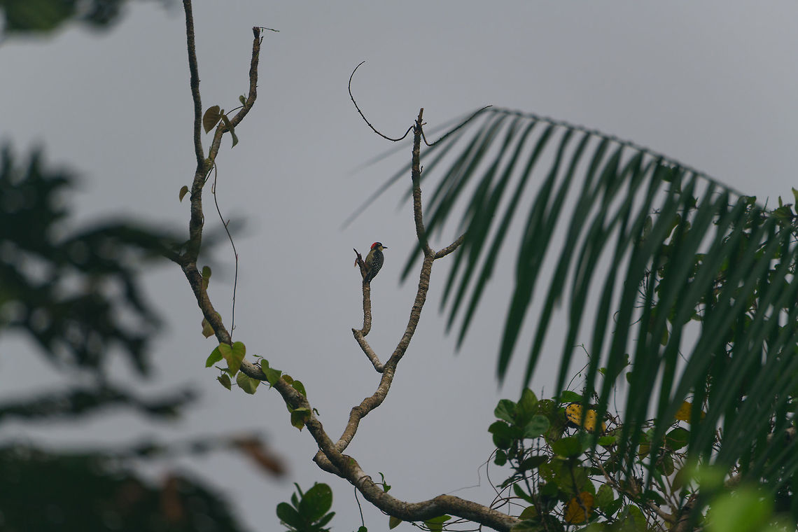Black-cheeked woodpecker, Utria National Park, Colombia Very remote spotting, sorry. Black-cheeked woodpecker,Choco,Chocó,Colombia,Colombia Choco & Pacific region,Melanerpes pucherani,South America,Utria National Natural Park,Utría National Natural Park,World