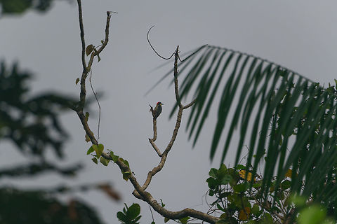 Black-cheeked woodpecker, Utria National Park, Colombia Very remote spotting, sorry. Black-cheeked woodpecker,Choco,Chocó,Colombia,Colombia Choco & Pacific region,Melanerpes pucherani,South America,Utria National Natural Park,Utría National Natural Park,World