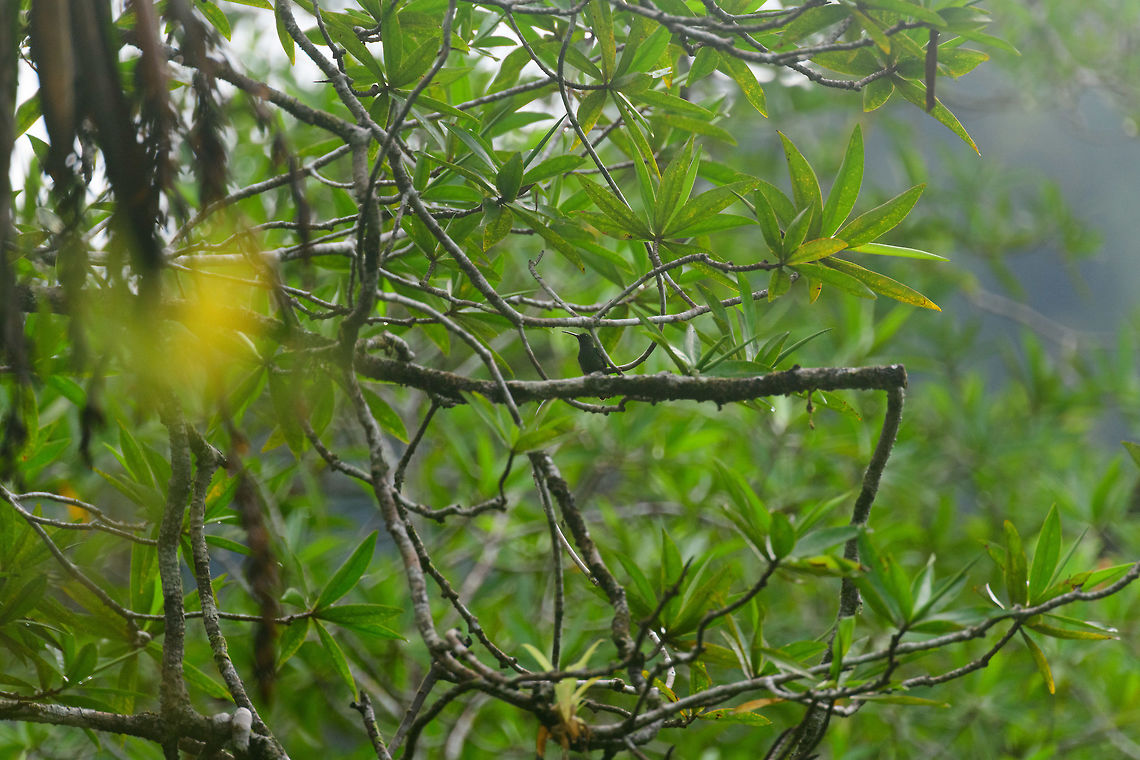 Purple-chested hummingbird, Utria National Park, Colombia Crappy remote shot, I know. This is the male of the species. Amazilia rosenbergi,Choco,Choc&oacute;,Colombia,Colombia Choco & Pacific region,Fall,Geotagged,Purple-chested hummingbird,South America,Utria National Natural Park,Utr&iacute;a National Natural Park,World