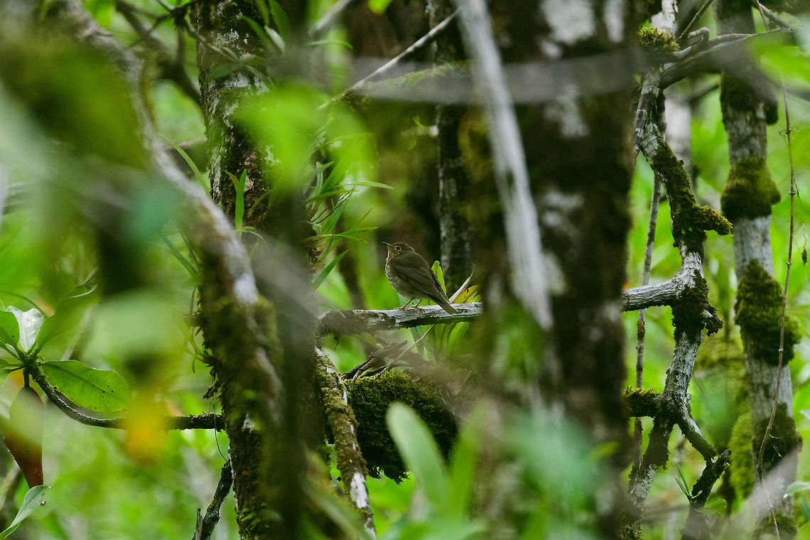 Grey-cheeked thrush, Utria National Park, Colombia  Catharus ustulatus,Choco,Choc&oacute;,Colombia,Colombia Choco & Pacific region,Fall,Geotagged,South America,Swainsons Thrush,Utria National Natural Park,Utr&iacute;a National Natural Park,World
