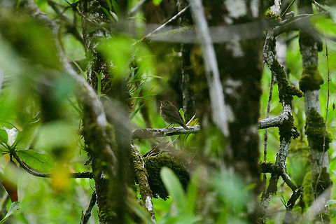 Grey-cheeked thrush, Utria National Park, Colombia  Catharus ustulatus,Choco,Choc&oacute;,Colombia,Colombia Choco & Pacific region,Fall,Geotagged,South America,Swainsons Thrush,Utria National Natural Park,Utr&iacute;a National Natural Park,World