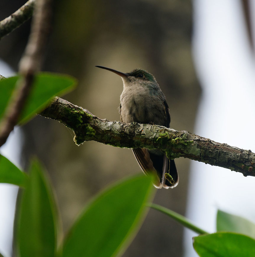 Blue-chested hummingbird, Utria National Park, Colombia This is the female of the species. Amazilia amabilis,Blue-chested hummingbird,Choco,Choc&oacute;,Colombia,Colombia Choco & Pacific region,Fall,Geotagged,South America,Utria National Natural Park,Utr&iacute;a National Natural Park,World