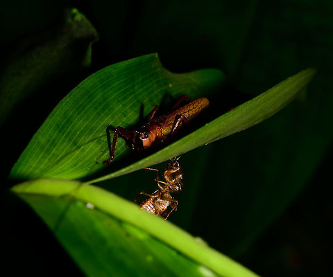Grasshopper and Exuviae, Utria National Park, Colombia Not sure if the Exuviae belongs to the grasshopper. Probably not, looks more like a cicada to me. The grasshopper may be of the same species or genus as this:
https://www.jungledragon.com/image/57722/huge_orange_grasshopper_utria_national_park.html
Closeup of Exuviae:

https://www.jungledragon.com/image/57766/closeup_of_exuviae_utria_national_park_colombia.html Choco,Chocó,Colombia,Colombia Choco & Pacific region,Fall,Geotagged,South America,Utria National Natural Park,Utría National Natural Park,World