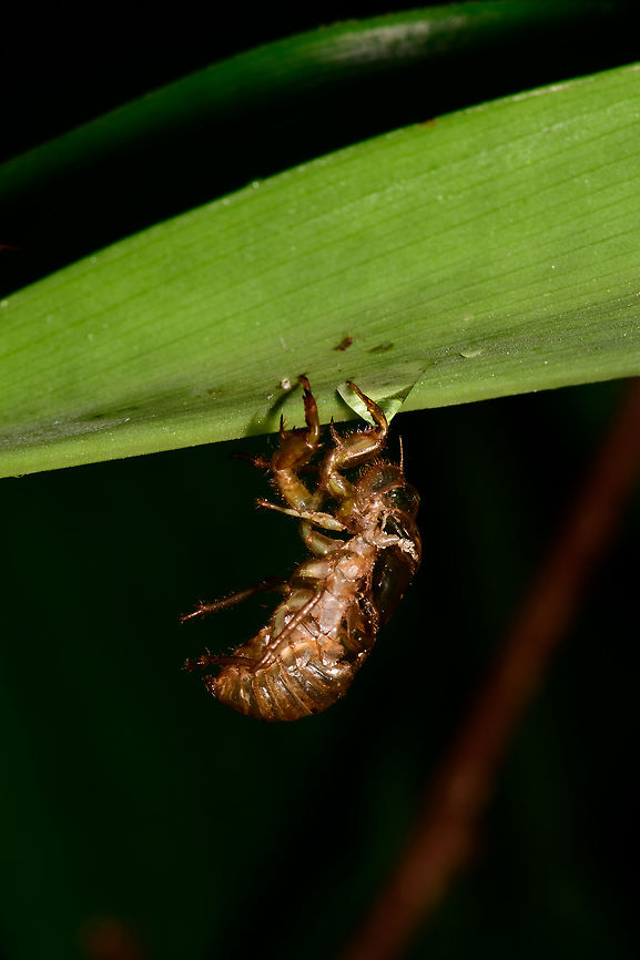 Closeup of Exuviae, Utria National Park, Colombia  Choco,Chocó,Colombia,Colombia Choco & Pacific region,Fall,Geotagged,South America,Utria National Natural Park,Utría National Natural Park,World