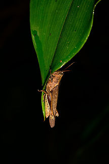 Grasshopper hanging on leaf, Utria National Park, Colombia Not sure where to begin identifying this one. Overall dull brown color, size is about 3-5cm. Abracris flavolineata,Choco,Chocó,Colombia,Colombia Choco & Pacific region,South America,Utria National Natural Park,Utría National Natural Park,World
