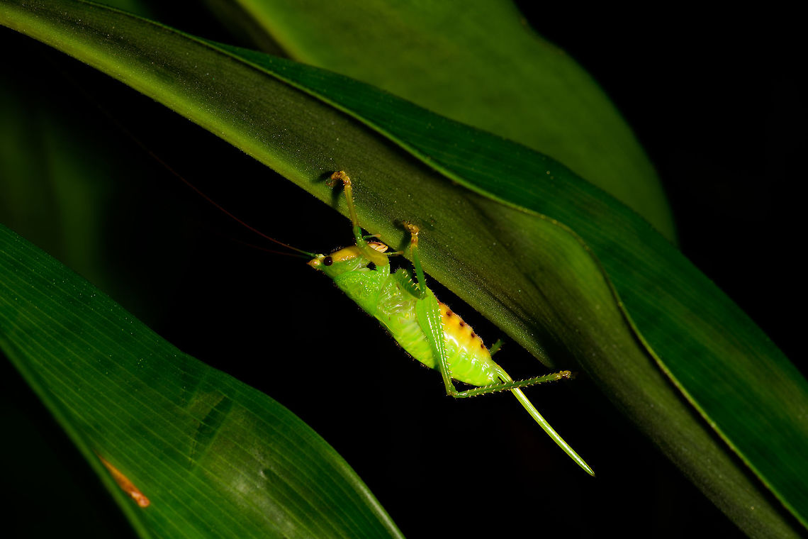 Large green katydid, Utria National Park, Colombia Conocephalinae sp.. Yellow face and underside. More detail:<br />
<figure class="photo"><a href="https://www.jungledragon.com/image/57769/large_green_katydid_-_closeup_utria_national_park_colombia.html" title="Large green katydid - closeup, Utria National Park, Colombia"><img src="https://s3.amazonaws.com/media.jungledragon.com/images/2/57769_thumb.jpg?AWSAccessKeyId=05GMT0V3GWVNE7GGM1R2&Expires=1759968010&Signature=peRmD%2FD%2BUMFWW5qxZsiVOp0hZ%2FE%3D" width="200" height="166" alt="Large green katydid - closeup, Utria National Park, Colombia Conocephalinae sp. Full body shot:<br />
https://www.jungledragon.com/image/57768/large_green_katydid_utria_national_park_colombia.html Choco,Choc&oacute;,Colombia,Colombia Choco &amp; Pacific region,Fall,Geotagged,South America,Utria National Natural Park,Utr&iacute;a National Natural Park,World" /></a></figure> Choco,Chocó,Colombia,Colombia Choco & Pacific region,Fall,Geotagged,South America,Utria National Natural Park,Utría National Natural Park,World