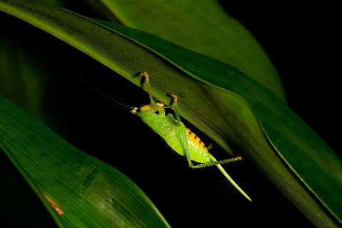 Large green katydid, Utria National Park, Colombia Conocephalinae sp.. Yellow face and underside. More detail:
https://www.jungledragon.com/image/57769/large_green_katydid_-_closeup_utria_national_park_colombia.html Choco,Chocó,Colombia,Colombia Choco & Pacific region,Fall,Geotagged,South America,Utria National Natural Park,Utría National Natural Park,World