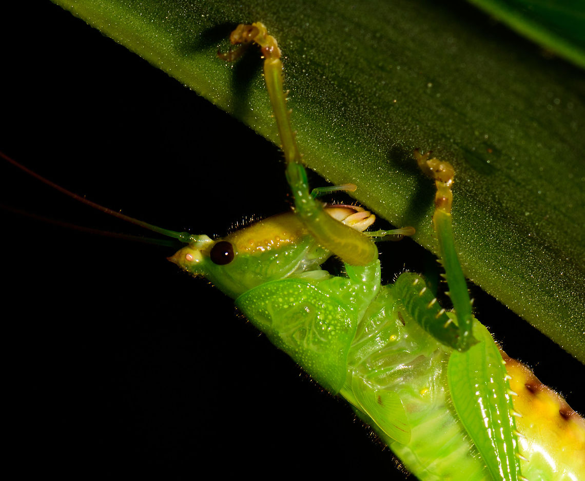 Large green katydid - closeup, Utria National Park, Colombia Conocephalinae sp. Full body shot:<br />
<figure class="photo"><a href="https://www.jungledragon.com/image/57768/large_green_katydid_utria_national_park_colombia.html" title="Large green katydid, Utria National Park, Colombia"><img src="https://s3.amazonaws.com/media.jungledragon.com/images/2/57768_thumb.jpg?AWSAccessKeyId=05GMT0V3GWVNE7GGM1R2&Expires=1763596810&Signature=0g2pbCnQ3YorP63DeusP6Q8H8HQ%3D" width="200" height="134" alt="Large green katydid, Utria National Park, Colombia Conocephalinae sp.. Yellow face and underside. More detail:<br />
https://www.jungledragon.com/image/57769/large_green_katydid_-_closeup_utria_national_park_colombia.html Choco,Choc&oacute;,Colombia,Colombia Choco &amp; Pacific region,Fall,Geotagged,South America,Utria National Natural Park,Utr&iacute;a National Natural Park,World" /></a></figure> Choco,Chocó,Colombia,Colombia Choco & Pacific region,Fall,Geotagged,South America,Utria National Natural Park,Utría National Natural Park,World