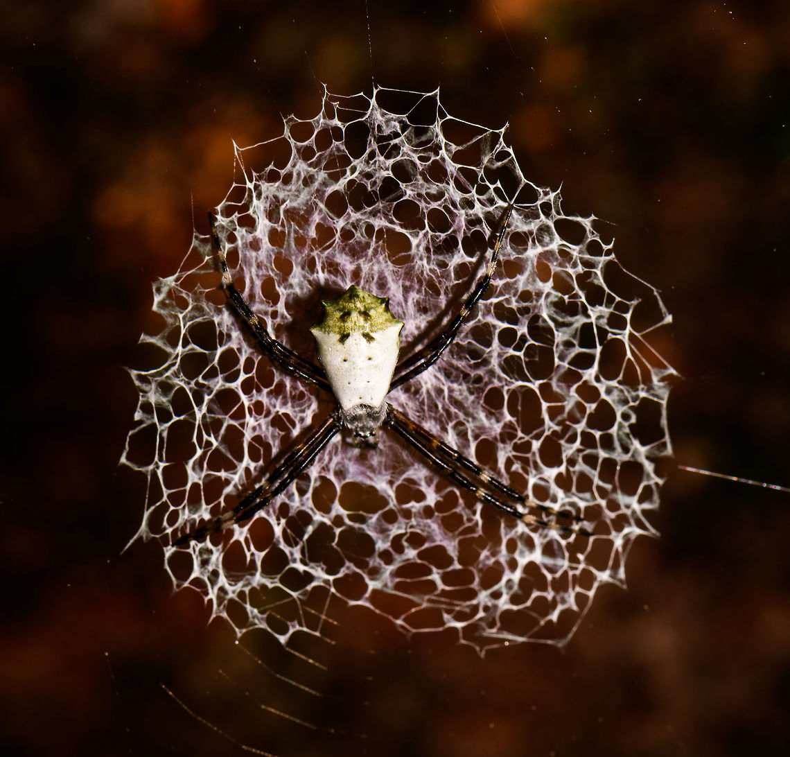 Silver-faced Spider, Utria National Park, Colombia I think it is a silver-faced spider, not entirely sure. This is a top view of a larger, hanging cog web. The extra thick additional pattern in the middle, called a stabilimentum, was unusually large. Argiope savignyi,Choco,Chocó,Colombia,Colombia Choco & Pacific region,Fall,Geotagged,South America,Utria National Natural Park,Utría National Natural Park,World