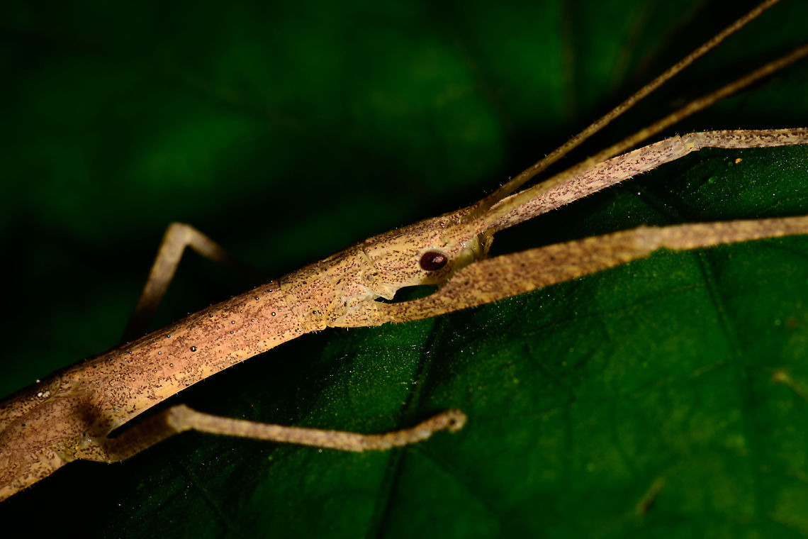 Large stick insect - head closeup, Utria National Park, Colombia Full body shot:<br />
<figure class="photo"><a href="https://www.jungledragon.com/image/57772/large_stick_insect_utria_national_park_colombia.html" title="Large stick insect, Utria National Park, Colombia"><img src="https://s3.amazonaws.com/media.jungledragon.com/images/2/57772_thumb.jpg?AWSAccessKeyId=05GMT0V3GWVNE7GGM1R2&Expires=1769040010&Signature=H9U%2B3LDK4dpt8XAYlUUzOLOYyw8%3D" width="200" height="134" alt="Large stick insect, Utria National Park, Colombia Closeup of the head:<br />
https://www.jungledragon.com/image/57771/large_stick_insect_-_head_closeup_utria_national_park_colombia.html Choco,Choc&oacute;,Colombia,Colombia Choco &amp; Pacific region,Fall,Geotagged,South America,Utria National Natural Park,Utr&iacute;a National Natural Park,World" /></a></figure> Choco,Choc&oacute;,Colombia,Colombia Choco & Pacific region,South America,Utria National Natural Park,Utr&iacute;a National Natural Park,World