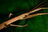 Large stick insect - head closeup, Utria National Park, Colombia Full body shot:<br />
https://www.jungledragon.com/image/57772/large_stick_insect_utria_national_park_colombia.html Choco,Chocó,Colombia,Colombia Choco & Pacific region,South America,Utria National Natural Park,Utría National Natural Park,World