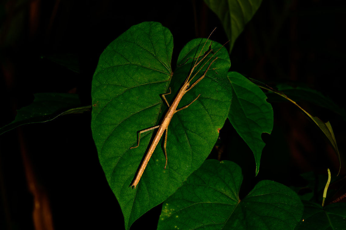 Large stick insect, Utria National Park, Colombia Closeup of the head:<br />
<figure class="photo"><a href="https://www.jungledragon.com/image/57771/large_stick_insect_-_head_closeup_utria_national_park_colombia.html" title="Large stick insect - head closeup, Utria National Park, Colombia"><img src="https://s3.amazonaws.com/media.jungledragon.com/images/2/57771_thumb.jpg?AWSAccessKeyId=05GMT0V3GWVNE7GGM1R2&Expires=1769040010&Signature=G1Y%2F9BWczEQVIpHyB3DMQCk5tNw%3D" width="200" height="134" alt="Large stick insect - head closeup, Utria National Park, Colombia Full body shot:<br />
https://www.jungledragon.com/image/57772/large_stick_insect_utria_national_park_colombia.html Choco,Choc&oacute;,Colombia,Colombia Choco &amp; Pacific region,South America,Utria National Natural Park,Utr&iacute;a National Natural Park,World" /></a></figure> Choco,Chocó,Colombia,Colombia Choco & Pacific region,Fall,Geotagged,South America,Utria National Natural Park,Utría National Natural Park,World