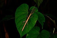 Large stick insect, Utria National Park, Colombia Closeup of the head:<br />
https://www.jungledragon.com/image/57771/large_stick_insect_-_head_closeup_utria_national_park_colombia.html Choco,Chocó,Colombia,Colombia Choco & Pacific region,Fall,Geotagged,South America,Utria National Natural Park,Utría National Natural Park,World