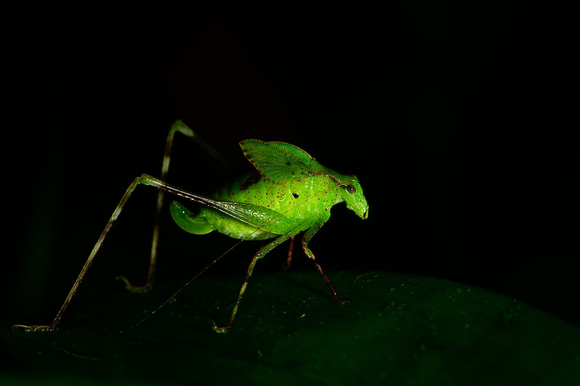 Large flightless katydid with lengthy legs, Utria National Park, Colombia This is one of my favorite insect shots of our trip. In part because it&#039;s a cool looking insect, but mostly because it shows what my new camera, the Nikon D850, is capable of. Shooting from hand, it&#039;s nearly impossible to get a shot fully sharp and unmoved at the 100% pixel level due to 45.7MP sensor. And that&#039;s ok, because you normally wouldn&#039;t view an image zoomed in that far.<br />
<br />
But every once in a while you get lucky and nail it. This is one of such shots. Check out how much detail remains in the 100% crop:<br />
<figure class="photo"><a href="https://www.jungledragon.com/image/57825/large_flightless_katydid_with_lengthy_legs_-_crop_utria_national_park_colombia.html" title="Large flightless katydid with lengthy legs - crop, Utria National Park, Colombia"><img src="https://s3.amazonaws.com/media.jungledragon.com/images/2/57825_thumb.jpg?AWSAccessKeyId=05GMT0V3GWVNE7GGM1R2&Expires=1759968010&Signature=ZKoQTRCEOUQ6PkGf7l3LA5UTP7Q%3D" width="200" height="146" alt="Large flightless katydid with lengthy legs - crop, Utria National Park, Colombia Cropped shot from this:<br />
https://www.jungledragon.com/image/57824/large_flightless_katydid_with_lengthy_legs_utria_national_park_colombia.html Choco,Choc&oacute;,Colombia,Colombia Choco &amp; Pacific region,Fall,Geotagged,South America,Utria National Natural Park,Utr&iacute;a National Natural Park,World" /></a></figure><br />
In other words, I can never really blame my gear for a failed shot. It&#039;s either me or the conditions :) Choco,Chocó,Colombia,Colombia Choco & Pacific region,Fall,Geotagged,South America,Utria National Natural Park,Utría National Natural Park,World