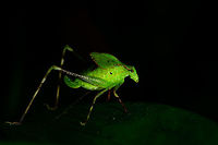 Large flightless katydid with lengthy legs, Utria National Park, Colombia This is one of my favorite insect shots of our trip. In part because it's a cool looking insect, but mostly because it shows what my new camera, the Nikon D850, is capable of. Shooting from hand, it's nearly impossible to get a shot fully sharp and unmoved at the 100% pixel level due to 45.7MP sensor. And that's ok, because you normally wouldn't view an image zoomed in that far.<br />
<br />
But every once in a while you get lucky and nail it. This is one of such shots. Check out how much detail remains in the 100% crop:<br />
https://www.jungledragon.com/image/57825/large_flightless_katydid_with_lengthy_legs_-_crop_utria_national_park_colombia.html<br />
In other words, I can never really blame my gear for a failed shot. It's either me or the conditions :) Choco,Chocó,Colombia,Colombia Choco & Pacific region,Fall,Geotagged,South America,Utria National Natural Park,Utría National Natural Park,World
