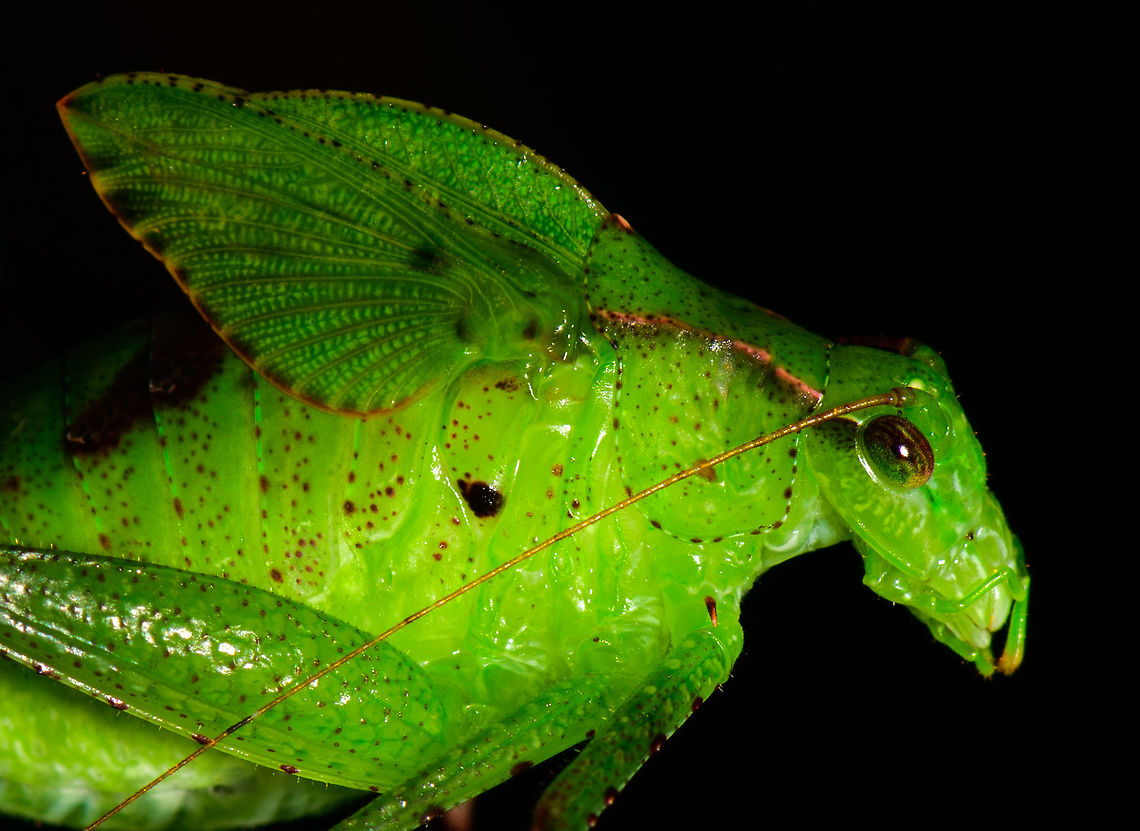 Large flightless katydid with lengthy legs - crop, Utria National Park, Colombia Cropped shot from this:<br />
<figure class="photo"><a href="https://www.jungledragon.com/image/57824/large_flightless_katydid_with_lengthy_legs_utria_national_park_colombia.html" title="Large flightless katydid with lengthy legs, Utria National Park, Colombia"><img src="https://s3.amazonaws.com/media.jungledragon.com/images/2/57824_thumb.jpg?AWSAccessKeyId=05GMT0V3GWVNE7GGM1R2&Expires=1767225610&Signature=Y9R0T6iPHd4BppwGKIKQJ6PnaJ4%3D" width="200" height="134" alt="Large flightless katydid with lengthy legs, Utria National Park, Colombia This is one of my favorite insect shots of our trip. In part because it&#039;s a cool looking insect, but mostly because it shows what my new camera, the Nikon D850, is capable of. Shooting from hand, it&#039;s nearly impossible to get a shot fully sharp and unmoved at the 100% pixel level due to 45.7MP sensor. And that&#039;s ok, because you normally wouldn&#039;t view an image zoomed in that far.<br />
<br />
But every once in a while you get lucky and nail it. This is one of such shots. Check out how much detail remains in the 100% crop:<br />
https://www.jungledragon.com/image/57825/large_flightless_katydid_with_lengthy_legs_-_crop_utria_national_park_colombia.html<br />
In other words, I can never really blame my gear for a failed shot. It&#039;s either me or the conditions :) Choco,Choc&oacute;,Colombia,Colombia Choco &amp; Pacific region,Fall,Geotagged,South America,Utria National Natural Park,Utr&iacute;a National Natural Park,World" /></a></figure> Choco,Chocó,Colombia,Colombia Choco & Pacific region,Fall,Geotagged,South America,Utria National Natural Park,Utría National Natural Park,World