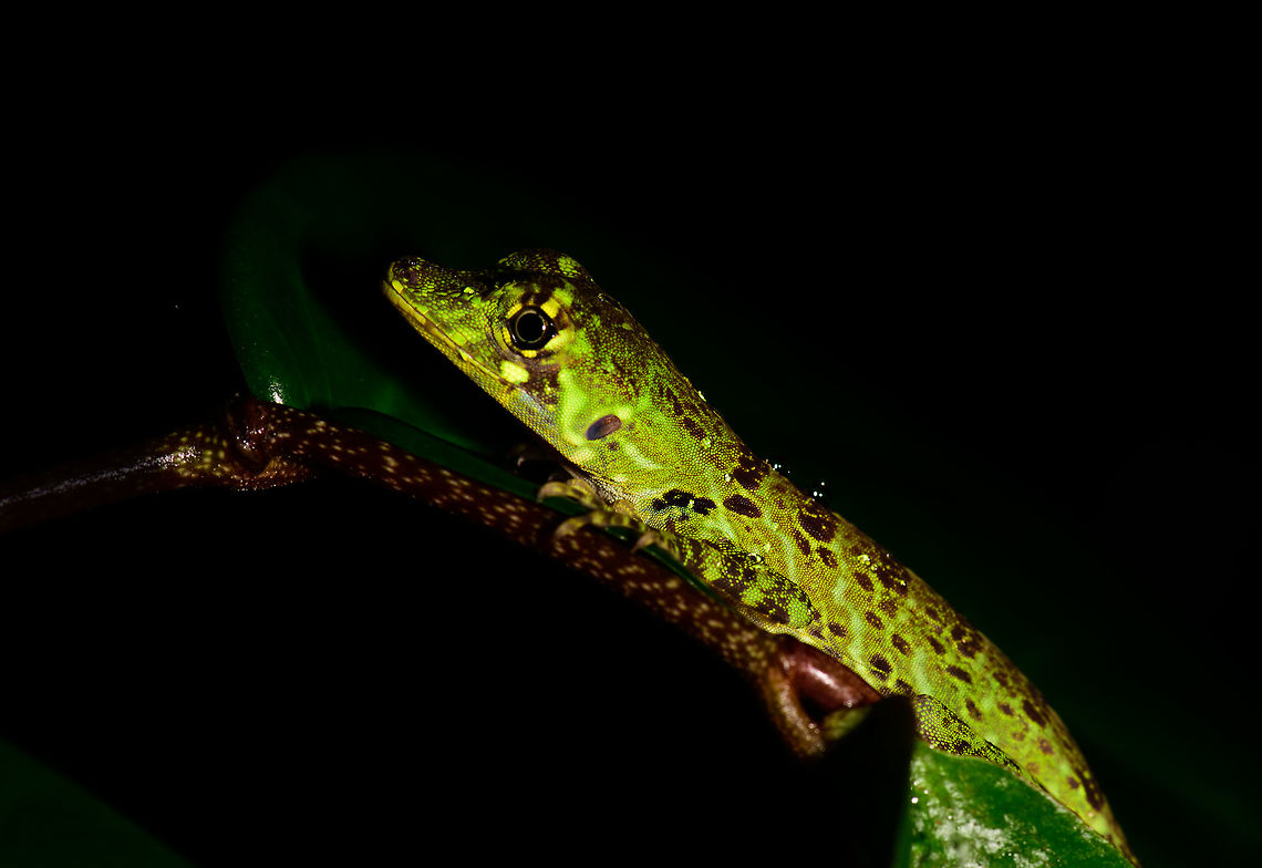 Popeyan Giant Anole, Utria National Park, Colombia Overall green appearance, banded, size without tail 5-8 cm. Anolis latifrons,Choco,Chocó,Colombia,Colombia Choco & Pacific region,Fall,Geotagged,South America,Utria National Natural Park,Utría National Natural Park,World