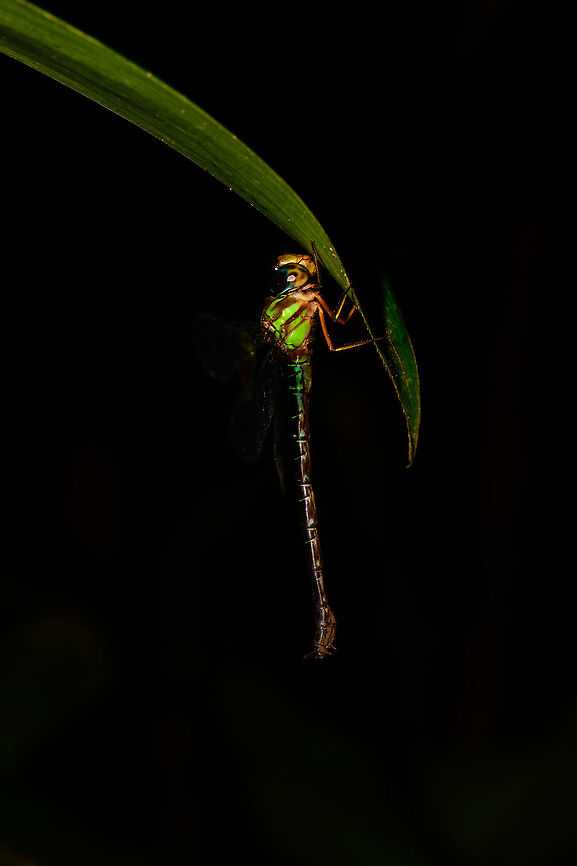Large dragonfly at rest, Utria National Park, Colombia Closeup:<br />
<figure class="photo"><a href="https://www.jungledragon.com/image/57896/closeup_of_large_dragonfly_at_rest_utria_national_park_colombia.html" title="Closeup of large dragonfly at rest, Utria National Park, Colombia"><img src="https://s3.amazonaws.com/media.jungledragon.com/images/2/57896_thumb.jpg?AWSAccessKeyId=05GMT0V3GWVNE7GGM1R2&Expires=1769040010&Signature=dHTfSbNvqrjp8%2FZ%2FK62oCaPNVQU%3D" width="200" height="200" alt="Closeup of large dragonfly at rest, Utria National Park, Colombia  Choco,Choc&oacute;,Colombia,Colombia Choco &amp; Pacific region,Fall,Geotagged,South America,Utria National Natural Park,Utr&iacute;a National Natural Park,World" /></a></figure> Choco,Choc&oacute;,Colombia,Colombia Choco & Pacific region,Dark-saddled Darner,Fall,Geotagged,Gynacantha membranalis,South America,Utria National Natural Park,Utr&iacute;a National Natural Park,World