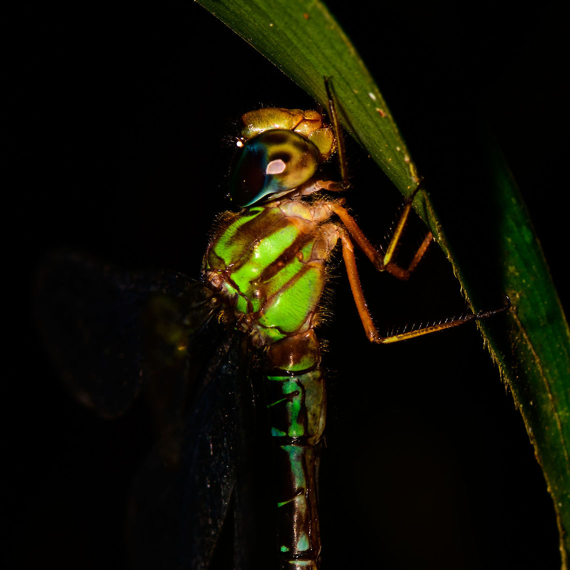 Closeup of large dragonfly at rest, Utria National Park, Colombia  Choco,Choc&oacute;,Colombia,Colombia Choco & Pacific region,Fall,Geotagged,South America,Utria National Natural Park,Utr&iacute;a National Natural Park,World