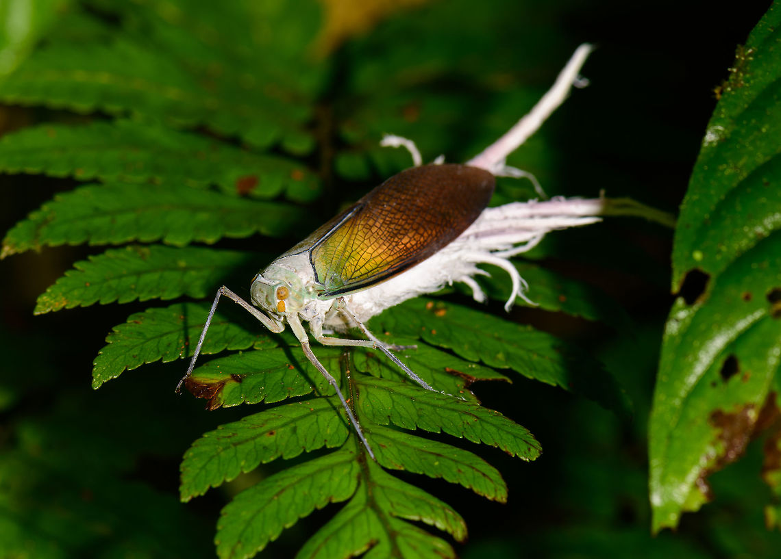 Wax-tailed planthopper, Utria National Park, Colombia On our 2nd day in Utria National Park, we crossed the river to have a morning hike in the forest there, after which we would return to Bahia Solano later in the day. After much waiting around for somebody to arrange a boat, we finally came ashore into an incredible forest. Humid, messy, at times a bit steep to hike, yet largely untouched.<br />
<br />
The first interesting find we came across was this large very weird insect. We had no idea what it was, and considered it was perhaps infested with a fungus or parasite. <br />
<br />
Nope, it's supposed to look like this. The wax-like tails are formed from its main food, plant juice, and serve as a defense to predators. The species is also described as having courtship behavior before mating. And one more interesting detail is that the orange appendage below its orange eye, is one of their antennae. Choco,Choc&oacute;,Colombia,Colombia Choco & Pacific region,Pterodictya reticularis,South America,Utria National Natural Park,Utr&iacute;a National Natural Park,Wax-tailed planthopper,World