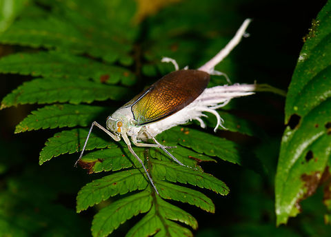 Wax-tailed planthopper, Utria National Park, Colombia On our 2nd day in Utria National Park, we crossed the river to have a morning hike in the forest there, after which we would return to Bahia Solano later in the day. After much waiting around for somebody to arrange a boat, we finally came ashore into an incredible forest. Humid, messy, at times a bit steep to hike, yet largely untouched.

The first interesting find we came across was this large very weird insect. We had no idea what it was, and considered it was perhaps infested with a fungus or parasite. 

Nope, it's supposed to look like this. The wax-like tails are formed from its main food, plant juice, and serve as a defense to predators. The species is also described as having courtship behavior before mating. And one more interesting detail is that the orange appendage below its orange eye, is one of their antennae. Choco,Chocó,Colombia,Colombia Choco & Pacific region,Pterodictya reticularis,South America,Utria National Natural Park,Utría National Natural Park,Wax-tailed planthopper,World