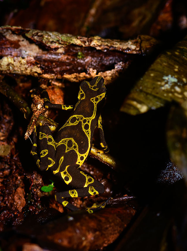 Condoto Stubfoot Toad, Utria National Park, Colombia We saw it first in Bahia Solano, and again here in Utria National Park. I only have this one photo of this observation, as it fled away soon after. Still, it shows their most beautiful part, the artful patterns on the back. This individual was much larger than our first observation. Atelopus spurrelli,Choco,Choc&oacute;,Colombia,Colombia Choco & Pacific region,Condoto Stubfoot Toad,South America,Utria National Natural Park,Utr&iacute;a National Natural Park,World