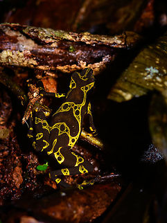 Condoto Stubfoot Toad, Utria National Park, Colombia We saw it first in Bahia Solano, and again here in Utria National Park. I only have this one photo of this observation, as it fled away soon after. Still, it shows their most beautiful part, the artful patterns on the back. This individual was much larger than our first observation. Atelopus spurrelli,Choco,Chocó,Colombia,Colombia Choco & Pacific region,Condoto Stubfoot Toad,South America,Utria National Natural Park,Utría National Natural Park,World