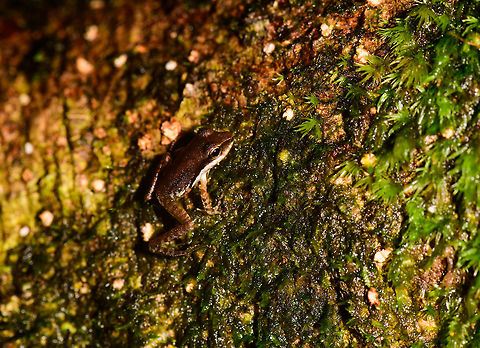 Tiny frog, Utria National Park, Colombia This is a macro, and then cropped further, that's how tiny it was, I'd say about 1-2cm. The appearance is too common for me to get to species identification, I lack the expertise. The slimy rock it is on gives an idea of the habitat, which is extremely moist.  Choco,Choc&oacute;,Colombia,Colombia Choco & Pacific region,South America,Utria National Natural Park,Utr&iacute;a National Natural Park,World