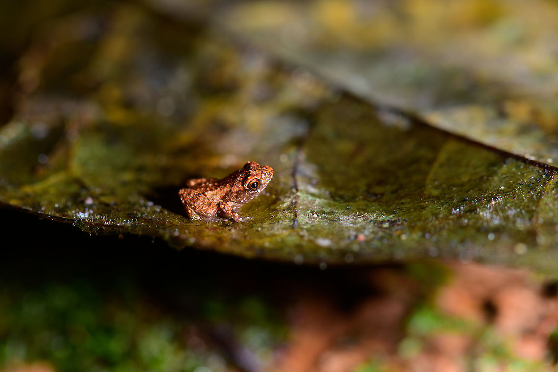 Micro frog, Utria National Park, Colombia Quite possibly the tiniest frog I&#039;ve ever seen or photographed. Could be a juvenile, of course. Total size is about 1cm at most. Closeup:<br />
<figure class="photo"><a href="https://www.jungledragon.com/image/57924/micro_frog_-_closeup_utria_national_park_colombia.html" title="Micro frog - closeup, Utria National Park, Colombia"><img src="https://s3.amazonaws.com/media.jungledragon.com/images/2/57924_thumb.jpg?AWSAccessKeyId=05GMT0V3GWVNE7GGM1R2&Expires=1759968010&Signature=32xtISGyBmA8Xr%2FJYGipYLOLJ7I%3D" width="200" height="134" alt="Micro frog - closeup, Utria National Park, Colombia Quite possibly the tiniest frog I&#039;ve ever seen or photographed. Could be a juvenile, of course. Total size is about 1cm at most. Size reference on leaf:<br />
https://www.jungledragon.com/image/57923/micro_frog_utria_national_park_colombia.html Choco,Choc&oacute;,Colombia,Colombia Choco &amp; Pacific region,South America,Utria National Natural Park,Utr&iacute;a National Natural Park,World" /></a></figure> Choco,Chocó,Colombia,Colombia Choco & Pacific region,South America,Utria National Natural Park,Utría National Natural Park,World
