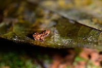 Micro frog, Utria National Park, Colombia Quite possibly the tiniest frog I've ever seen or photographed. Could be a juvenile, of course. Total size is about 1cm at most. Closeup:<br />
https://www.jungledragon.com/image/57924/micro_frog_-_closeup_utria_national_park_colombia.html Choco,Choc&oacute;,Colombia,Colombia Choco & Pacific region,South America,Utria National Natural Park,Utr&iacute;a National Natural Park,World