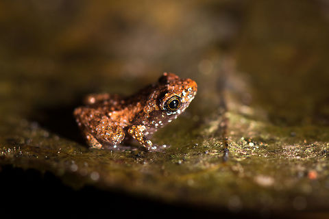 Micro frog - closeup, Utria National Park, Colombia Quite possibly the tiniest frog I've ever seen or photographed. Could be a juvenile, of course. Total size is about 1cm at most. Size reference on leaf:
https://www.jungledragon.com/image/57923/micro_frog_utria_national_park_colombia.html Choco,Choc&oacute;,Colombia,Colombia Choco & Pacific region,South America,Utria National Natural Park,Utr&iacute;a National Natural Park,World