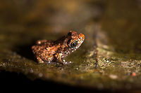 Micro frog - closeup, Utria National Park, Colombia Quite possibly the tiniest frog I've ever seen or photographed. Could be a juvenile, of course. Total size is about 1cm at most. Size reference on leaf:<br />
https://www.jungledragon.com/image/57923/micro_frog_utria_national_park_colombia.html Choco,Chocó,Colombia,Colombia Choco & Pacific region,South America,Utria National Natural Park,Utría National Natural Park,World