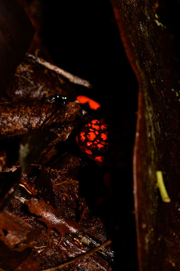 Oophaga solanensis, Utria National Park, Colombia This very moment shall forever be etched into my memory. Just seeing the photo months after the observation gives me the shivers, for two reasons:<br />
<br />
One, the odds that were stacked against us. We had a hard time in our 1.5 days in Utria. Very difficult conditions, incompetent local staff, poor organization. On this 2nd morning and last time block in the park, we had a mere 2 hours to search specifically for the Harlequin poison frog, after that our boat would leave. We heard their calls, and as always our guide Manuel was most active in searching for them, but the search area was huge with piles and piles of dead leafs. After an hour or so in participating in the search, I gave up. I was in a bad mood, but also, I was overheating. The local guide did absolutely nothing to help.<br />
<br />
We had long settled that it wasn't going to happen when 5 minutes before our boat would return, Manuel shouted across the forest that he found them. He never gave up, and got rewarded for it. All credit goes to him.<br />
<br />
Second, this frog, and specifically this color morph is unbelievable. It is so bright and vibrant that a camera sensor can't capture its details, instead just goes for a single color. And to the human eye, it's as if you see fire itself hopping across the forest floor. I've never seen anything so bright, not in nature, not man-made.<br />
<br />
Unforgettable. And just like that, all our petty complaints were washed away and forgotten.<br />
<br />
No contrast or saturation tricks on these photos, this species is truly this bright and contrasty.<br />
<br />
This photo shows that we found two individuals, one blurry in the background:<br />
<figure class="photo"><a href="https://www.jungledragon.com/image/57927/oophaga_solanensis_-_duo_utria_national_park_colombia.html" title="Oophaga solanensis - duo, Utria National Park, Colombia"><img src="https://s3.amazonaws.com/media.jungledragon.com/images/2/57927_thumb.jpg?AWSAccessKeyId=05GMT0V3GWVNE7GGM1R2&Expires=1769040010&Signature=CiTclrFAGqfuJgOsq9qdQ3zpM3E%3D" width="200" height="188" alt="Oophaga solanensis - duo, Utria National Park, Colombia This very moment shall forever be etched into my memory. Just seeing the photo months after the observation gives me the shivers, for two reasons:<br />
<br />
One, the odds that were stacked against us. We had a hard time in our 1.5 days in Utria. Very difficult conditions, incompetent local staff, poor organization. On this 2nd morning and last time block in the park, we had a mere 2 hours to search specifically for the Harlequin poison frog, after that our boat would leave. We heard their calls, and as always our guide Manuel was most active in searching for them, but the search area was huge with piles and piles of dead leafs. After an hour or so in participating in the search, I gave up. I was in a bad mood, but also, I was overheating. The local guide did absolutely nothing to help.<br />
<br />
We had long settled that it wasn't going to happen when 5 minutes before our boat would return, Manuel shouted across the forest that he found them. He never gave up, and got rewarded for it. All credit goes to him.<br />
<br />
Second, this frog, and specifically this color morph is unbelievable. It is so bright and vibrant that a camera sensor can't capture its details, instead just goes for a single color. And to the human eye, it's as if you see fire itself hopping across the forest floor. I've never seen anything so bright, not in nature, not man-made.<br />
<br />
Unforgettable. Choco,Choc&oacute;,Colombia,Colombia Choco &amp; Pacific region,Oophaga solanensis,South America,Utria National Natural Park,Utr&iacute;a National Natural Park,World" /></a></figure><br />
Full body shots:<br />
<br />
<figure class="photo"><a href="https://www.jungledragon.com/image/57928/oophaga_solanensis_-_full_body_shot_utria_national_park_colombia.html" title="Oophaga solanensis - full body shot, Utria National Park, Colombia"><img src="https://s3.amazonaws.com/media.jungledragon.com/images/2/57928_thumb.jpg?AWSAccessKeyId=05GMT0V3GWVNE7GGM1R2&Expires=1769040010&Signature=CCoAjO4m1MZMPmDFm4cw09sS3CQ%3D" width="200" height="134" alt="Oophaga solanensis - full body shot, Utria National Park, Colombia This very moment shall forever be etched into my memory. Just seeing the photo months after the observation gives me the shivers, for two reasons:<br />
<br />
One, the odds that were stacked against us. We had a hard time in our 1.5 days in Utria. Very difficult conditions, incompetent local staff, poor organization. On this 2nd morning and last time block in the park, we had a mere 2 hours to search specifically for the Harlequin poison frog, after that our boat would leave. We heard their calls, and as always our guide Manuel was most active in searching for them, but the search area was huge with piles and piles of dead leafs. After an hour or so in participating in the search, I gave up. I was in a bad mood, but also, I was overheating. The local guide did absolutely nothing to help.<br />
<br />
We had long settled that it wasn't going to happen when 5 minutes before our boat would return, Manuel shouted across the forest that he found them. He never gave up, and got rewarded for it. All credit goes to him.<br />
<br />
Second, this frog, and specifically this color morph is unbelievable. It is so bright and vibrant that a camera sensor can't capture its details, instead just goes for a single color. And to the human eye, it's as if you see fire itself hopping across the forest floor. I've never seen anything so bright, not in nature, not man-made.<br />
<br />
Unforgettable. Choco,Choc&oacute;,Colombia,Colombia Choco &amp; Pacific region,Oophaga solanensis,South America,Utria National Natural Park,Utr&iacute;a National Natural Park,World" /></a></figure><br />
<figure class="photo"><a href="https://www.jungledragon.com/image/57929/oophaga_solanensis_-_full_body_shot_-_ii_utria_national_park_colombia.html" title="Oophaga solanensis - full body shot - II, Utria National Park, Colombia"><img src="https://s3.amazonaws.com/media.jungledragon.com/images/2/57929_thumb.jpg?AWSAccessKeyId=05GMT0V3GWVNE7GGM1R2&Expires=1769040010&Signature=Yu21T37mj%2F%2FBnw1775KBd%2FS%2FpKA%3D" width="200" height="140" alt="Oophaga solanensis - full body shot - II, Utria National Park, Colombia This very moment shall forever be etched into my memory. Just seeing the photo months after the observation gives me the shivers, for two reasons:<br />
<br />
One, the odds that were stacked against us. We had a hard time in our 1.5 days in Utria. Very difficult conditions, incompetent local staff, poor organization. On this 2nd morning and last time block in the park, we had a mere 2 hours to search specifically for the Harlequin poison frog, after that our boat would leave. We heard their calls, and as always our guide Manuel was most active in searching for them, but the search area was huge with piles and piles of dead leafs. After an hour or so in participating in the search, I gave up. I was in a bad mood, but also, I was overheating. The local guide did absolutely nothing to help.<br />
<br />
We had long settled that it wasn't going to happen when 5 minutes before our boat would return, Manuel shouted across the forest that he found them. He never gave up, and got rewarded for it. All credit goes to him.<br />
<br />
Second, this frog, and specifically this color morph is unbelievable. It is so bright and vibrant that a camera sensor can't capture its details, instead just goes for a single color. And to the human eye, it's as if you see fire itself hopping across the forest floor. I've never seen anything so bright, not in nature, not man-made.<br />
<br />
Unforgettable. Choco,Choc&oacute;,Colombia,Colombia Choco &amp; Pacific region,Oophaga solanensis,South America,Utria National Natural Park,Utr&iacute;a National Natural Park,World" /></a></figure><br />
<br />
Side views:<br />
<br />
<figure class="photo"><a href="https://www.jungledragon.com/image/57930/oophaga_solanensis_-_side_view_utria_national_park_colombia.html" title="Oophaga solanensis - side view, Utria National Park, Colombia"><img src="https://s3.amazonaws.com/media.jungledragon.com/images/2/57930_thumb.jpg?AWSAccessKeyId=05GMT0V3GWVNE7GGM1R2&Expires=1769040010&Signature=%2F20%2F8B6PP53CMipTiUHuQbCHX1g%3D" width="102" height="152" alt="Oophaga solanensis - side view, Utria National Park, Colombia This very moment shall forever be etched into my memory. Just seeing the photo months after the observation gives me the shivers, for two reasons:<br />
<br />
One, the odds that were stacked against us. We had a hard time in our 1.5 days in Utria. Very difficult conditions, incompetent local staff, poor organization. On this 2nd morning and last time block in the park, we had a mere 2 hours to search specifically for the Harlequin poison frog, after that our boat would leave. We heard their calls, and as always our guide Manuel was most active in searching for them, but the search area was huge with piles and piles of dead leafs. After an hour or so in participating in the search, I gave up. I was in a bad mood, but also, I was overheating. The local guide did absolutely nothing to help.<br />
<br />
We had long settled that it wasn't going to happen when 5 minutes before our boat would return, Manuel shouted across the forest that he found them. He never gave up, and got rewarded for it. All credit goes to him.<br />
<br />
Second, this frog, and specifically this color morph is unbelievable. It is so bright and vibrant that a camera sensor can't capture its details, instead just goes for a single color. And to the human eye, it's as if you see fire itself hopping across the forest floor. I've never seen anything so bright, not in nature, not man-made.<br />
<br />
Unforgettable.  Choco,Choc&oacute;,Colombia,Colombia Choco &amp; Pacific region,Oophaga solanensis,South America,Utria National Natural Park,Utr&iacute;a National Natural Park,World" /></a></figure><br />
<figure class="photo"><a href="https://www.jungledragon.com/image/57931/oophaga_solanensis_-_side_view_ii_utria_national_park_colombia.html" title="Oophaga solanensis - side view II, Utria National Park, Colombia"><img src="https://s3.amazonaws.com/media.jungledragon.com/images/2/57931_thumb.jpg?AWSAccessKeyId=05GMT0V3GWVNE7GGM1R2&Expires=1769040010&Signature=bcvna4Jxv5HrkzKVaLAcwvcHM2I%3D" width="126" height="152" alt="Oophaga solanensis - side view II, Utria National Park, Colombia This very moment shall forever be etched into my memory. Just seeing the photo months after the observation gives me the shivers, for two reasons:<br />
<br />
One, the odds that were stacked against us. We had a hard time in our 1.5 days in Utria. Very difficult conditions, incompetent local staff, poor organization. On this 2nd morning and last time block in the park, we had a mere 2 hours to search specifically for the Harlequin poison frog, after that our boat would leave. We heard their calls, and as always our guide Manuel was most active in searching for them, but the search area was huge with piles and piles of dead leafs. After an hour or so in participating in the search, I gave up. I was in a bad mood, but also, I was overheating. The local guide did absolutely nothing to help.<br />
<br />
We had long settled that it wasn't going to happen when 5 minutes before our boat would return, Manuel shouted across the forest that he found them. He never gave up, and got rewarded for it. All credit goes to him.<br />
<br />
Second, this frog, and specifically this color morph is unbelievable. It is so bright and vibrant that a camera sensor can't capture its details, instead just goes for a single color. And to the human eye, it's as if you see fire itself hopping across the forest floor. I've never seen anything so bright, not in nature, not man-made.<br />
<br />
Unforgettable.  Choco,Choc&oacute;,Colombia,Colombia Choco &amp; Pacific region,Oophaga solanensis,South America,Utria National Natural Park,Utr&iacute;a National Natural Park,World" /></a></figure> Choco,Choc&oacute;,Colombia,Colombia Choco & Pacific region,Oophaga solanensis,South America,Utria National Natural Park,Utr&iacute;a National Natural Park,World